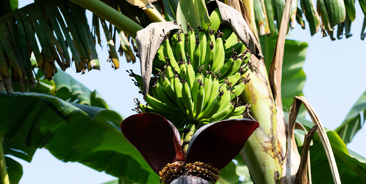 Honduras: banana republic